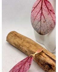 EDICIÓN LIMITADA pendientes artesanos de hoja natural