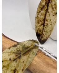 EDICIÓN LIMITADA pendientes artesanos de hoja natural