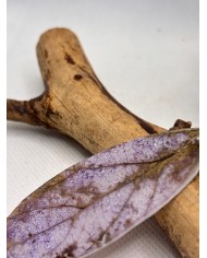 PENDIENTES ARTESANOS DE HOJA NATURAL ESQUELETIZADA