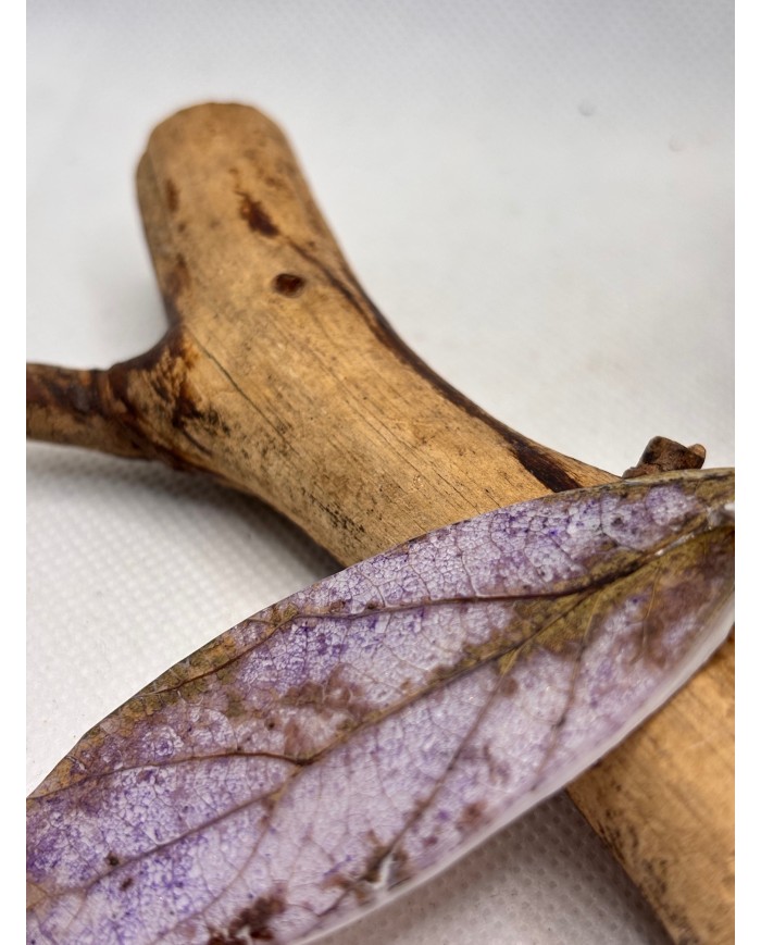 PENDIENTES ARTESANOS DE HOJA NATURAL ESQUELETIZADA