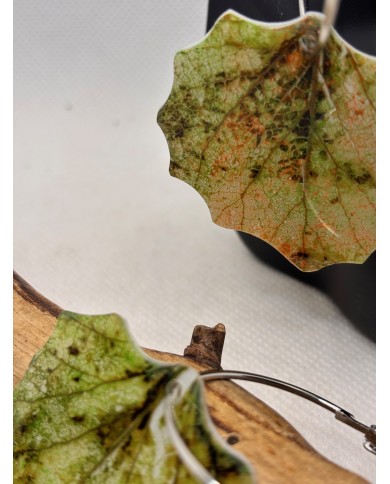 PENDIENTES ARTESANALES DE HOJA NATURAL DE ÁLAMO