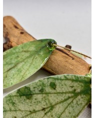 PENDIENTES ARTESANOS DE HOJA NATURAL ESQUELETIZADA
