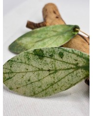 PENDIENTES ARTESANOS DE HOJA NATURAL ESQUELETIZADA