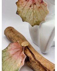 PENDIENTES ARTESANOS DE HOJA NATURAL ESQUELETIZADA