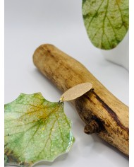 PENDIENTES ARTESANOS DE HOJA NATURAL ESQUELETIZADA